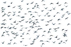 Flock of birds, isolated