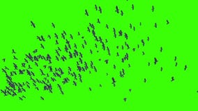 Flock of Crows Animals Birds Down Green Screen 3D Rendering Animation
