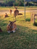 Flock of deer royalty free stock image Flock of deer royalty free stock image