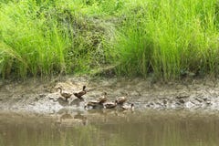 The flock of ducks is living on edge of canal. royalty free stock images The flock of ducks is living on edge of canal. royalty free stock images