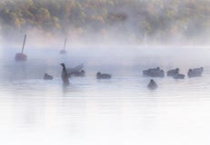 Flock of ducks in misty, dreamlike waters early dawn. Colorful autumn forest in background.