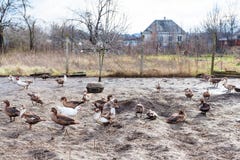 Flock of ducks in yard of village house royalty free stock images Flock of ducks in yard of village house royalty free stock images