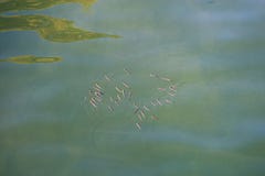 A flock of fish in shallow water in the sea stock image A flock of fish in shallow water in the sea stock image