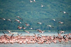 Flock of Flamingo Standing on Body of Water over Viewing Trees Royalty Free Stock Photo Flock of Flamingo Standing on Body of Water over Viewing Trees Royalty Free Stock Photo