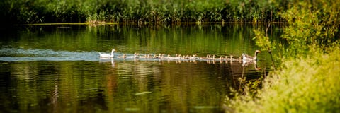 Flock Of Domestic Geese Swimming Along The River. Banner For Design Royalty Free Stock Image