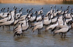Flock Of Migratory Birds. Royalty Free Stock Photos