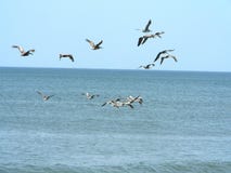 Flock Of Pelicans Stock Photo Flock Of Pelicans Stock Photo