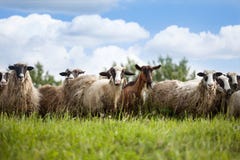 Flock Of Sheep And Goat On Pasture In Nature Stock Photography