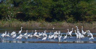 Flock Of Wetland Birds At The Pond Royalty Free Stock Photography Flock Of Wetland Birds At The Pond Royalty Free Stock Photography