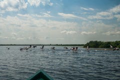 Flock of pelicans flying away, Danube Delta, Romania Royalty Free Stock Photography Flock of pelicans flying away, Danube Delta, Romania Royalty Free Stock Photography
