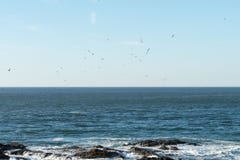 Flock of seagulls flies over the water in search of fish while the waves break into the rocks stock photography Flock of seagulls flies over the water in search of fish while the waves break into the rocks stock photography