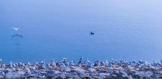A flock of Seagulls standing still on the shore of Draycote Water Lake in United Kingdom royalty free stock photography A flock of Seagulls standing still on the shore of Draycote Water Lake in United Kingdom royalty free stock photography