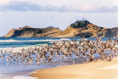 Flock of Seagulls Taking Flight on Oregon Beach royalty free stock photography Flock of Seagulls Taking Flight on Oregon Beach royalty free stock photography