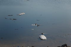 A flock of wild ducks swimming in the river after winter royalty free stock photography A flock of wild ducks swimming in the river after winter royalty free stock photography