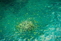 A flock of yellow fish in pond eat food stock photography A flock of yellow fish in pond eat food stock photography