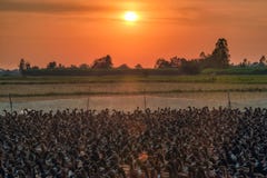 Flocken av andjordbruk stannar in royaltyfri bild Flocken av andjordbruk stannar in royaltyfri bild