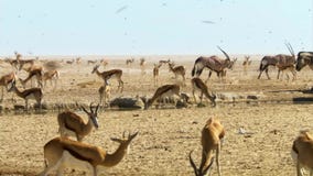 Flocken av djur företa sig långa resor i sökande av vatten Flyttning av djur i den afrikanska savannahen arkivfoto Flocken av djur företa sig långa resor i sökande av vatten Flyttning av djur i den afrikanska savannahen arkivfoto