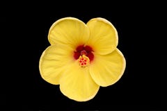 FLOR AMARILLA BRILLANTE EN FONDO oscuro fotografía de archivo libre de regalías FLOR AMARILLA BRILLANTE EN FONDO oscuro fotografía de archivo libre de regalías