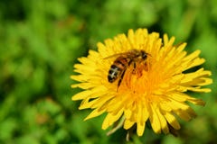 Flor amarilla del diente de león con la abeja foto de archivo Flor amarilla del diente de león con la abeja foto de archivo