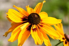 Flor amarilla Rudbekia fotografía de archivo Flor amarilla Rudbekia fotografía de archivo