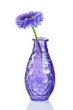 Flor azul en florero imagen de archivo Flor azul en florero imagen de archivo
