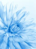 Flor azul macia fotografia de stock royalty free Flor azul macia fotografia de stock royalty free