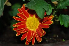 Flor bicolor imagen de archivo libre de regalías Flor bicolor imagen de archivo libre de regalías