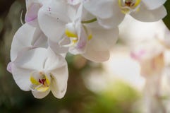 Flor blanca de la orquídea en el parque fotografía de archivo libre de regalías Flor blanca de la orquídea en el parque fotografía de archivo libre de regalías