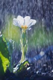 Flor blanca de la prímula en lluvia de primavera foto de archivo libre de regalías Flor blanca de la prímula en lluvia de primavera foto de archivo libre de regalías