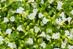 Flor blanca de Torenia de la luna en jardín imagen de archivo libre de regalías Flor blanca de Torenia de la luna en jardín imagen de archivo libre de regalías