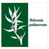 Flor blanca de Vectonic de un psittacorum de Heliconia de la planta tropical ilustración del vector Flor blanca de Vectonic de un psittacorum de Heliconia de la planta tropical ilustración del vector