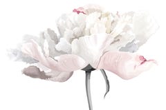 Flor blanca del peony Flor blanca del peony