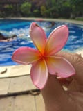 Flor bonita de Kamboja com piscina imagem de stock royalty free Flor bonita de Kamboja com piscina imagem de stock royalty free