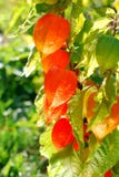 Flor bonita do physalis no jardim fotografia de stock Flor bonita do physalis no jardim fotografia de stock