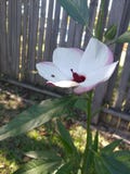 Flor branca do hibiscus imagens de stock royalty free Flor branca do hibiscus imagens de stock royalty free