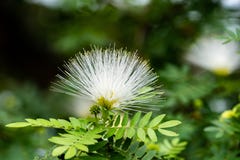 Flor branca tropical do sopro de pó, Fabaceae fotografia de stock Flor branca tropical do sopro de pó, Fabaceae fotografia de stock