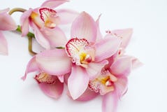 Flor cor-de-rosa bonita da orquídea no fundo branco Fim cor-de-rosa do ramo da flor acima Fotografia de Stock Flor cor-de-rosa bonita da orquídea no fundo branco Fim cor-de-rosa do ramo da flor acima Fotografia de Stock