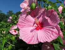 Flor cor-de-rosa do hibiscus do verão imagem de stock Flor cor-de-rosa do hibiscus do verão imagem de stock