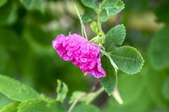 Flor cor-de-rosa do rosehip com gotas de orvalho perto acima com fundo borrado foto de stock Flor cor-de-rosa do rosehip com gotas de orvalho perto acima com fundo borrado foto de stock