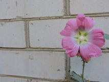 Flor cor-de-rosa em um fundo da parede de tijolo Foto de Stock Flor cor-de-rosa em um fundo da parede de tijolo Foto de Stock
