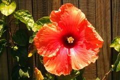 FLOR COR-DE-ROSA PEACHY DO HIBISCUS CONTRA UMA PAREDE DE MADEIRA fotos de stock royalty free FLOR COR-DE-ROSA PEACHY DO HIBISCUS CONTRA UMA PAREDE DE MADEIRA fotos de stock royalty free