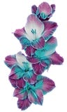 FLOR da HORTÊNSIA no VETOR GRÁFICO ilustração royalty free FLOR da HORTÊNSIA no VETOR GRÁFICO ilustração royalty free