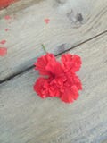 Flor da sapata imagem de stock royalty free Flor da sapata imagem de stock royalty free