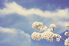 Flor de Bradford Pear com fundo do céu azul fotos de stock Flor de Bradford Pear com fundo do céu azul fotos de stock
