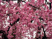 Flor de cereza Sakura foto de archivo libre de regalías Flor de cereza Sakura foto de archivo libre de regalías