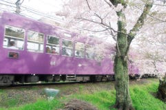Flor de cerezo y tren en Japón imágenes de archivo libres de regalías Flor de cerezo y tren en Japón imágenes de archivo libres de regalías