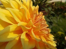 Flor de la dalia más cerca encima del tecleo fotos de archivo Flor de la dalia más cerca encima del tecleo fotos de archivo
