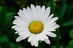 Flor de la margarita blanca de Margarita en primavera fotografía de archivo Flor de la margarita blanca de Margarita en primavera fotografía de archivo