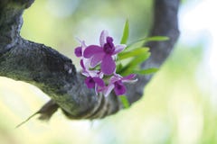 Flor de la orquídea Flor de la orquídea
