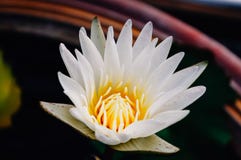 Flor de loto blanco en jardín imágenes de archivo libres de regalías Flor de loto blanco en jardín imágenes de archivo libres de regalías